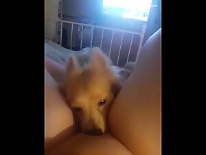 Fat pussy licker