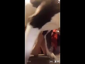 Big Ass Dog