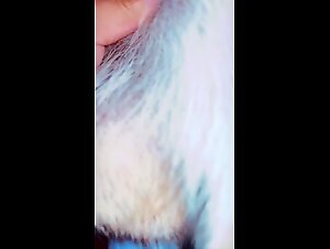 Amazing dog cock squirting