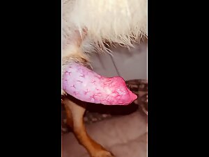 Hot girl playing with dog cock