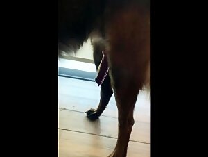 Horny dog with a throbbing and dripping cock