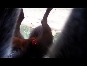 Wolf reveives a hand job