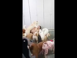 pack of dogs