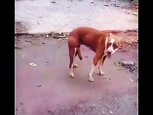 Rock hard doggy