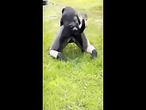 Thick Housewife let her dog fuck her outdoor🐕‍🦺🐶
