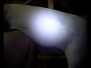 boar1.