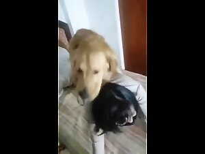 Chinese  Golden 2