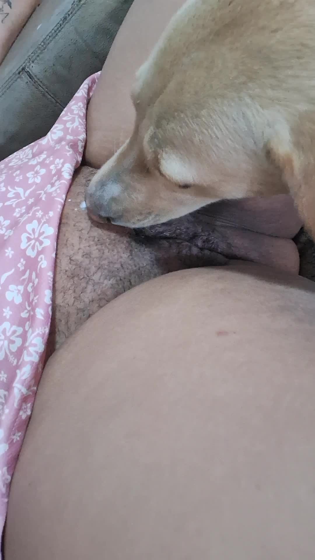 Lambendo minha buceta peluda part 2 - BestialitySexTaboo - Bestiality Sex  Taboo