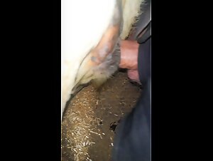 Kuhsex