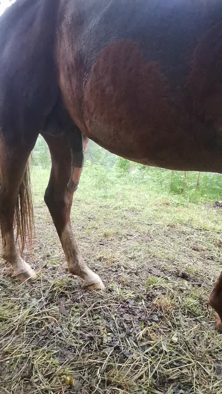 paola fuck horse Horse - BestialitySexTaboo - Bestiality Sex Taboo