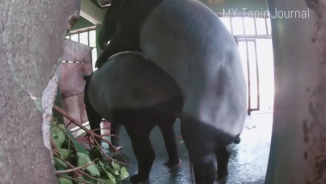 Tapirs Mating - BestialitySexTaboo - Bestiality Sex Taboo
