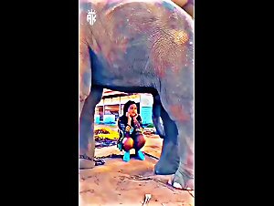 Niña quiere con elefante