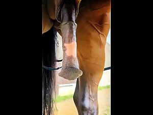 Horse with big boner