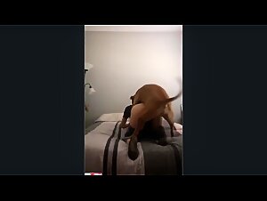 Homemade dogsex