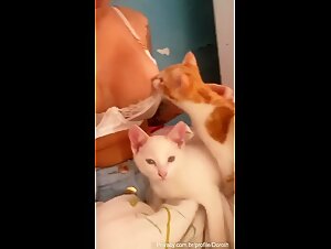 Brazilian musician MC Pipokinha letting her cat lick her