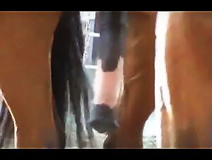 Horny Horse With Huge Flare Cock