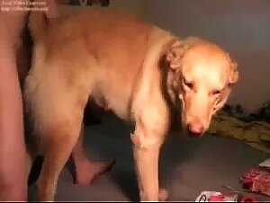 Pupper gets totally dominated by a really kinky zoophile