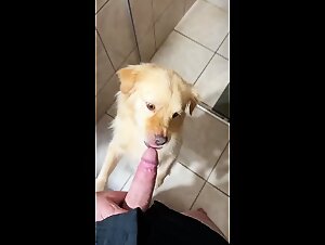 cute doggy blows owner