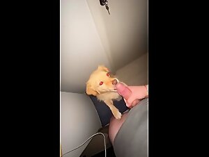 hot cutie licks