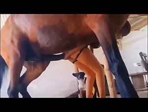 Knotted by horse penetration