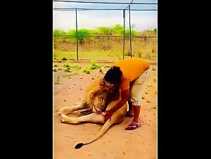 Brave man touch lion dick
