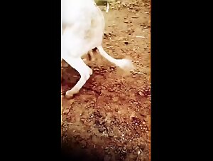 Donkey mating with pig