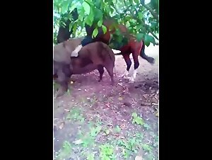Horse and pig