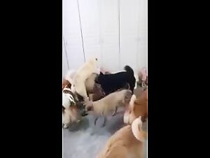 Gangbang with dogs