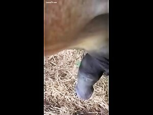 horses cock stretched as fingering horse