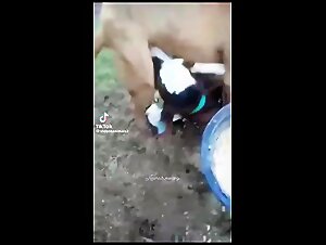 Sucking Dog Cock