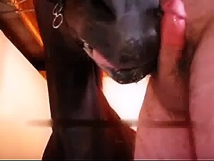 Horse give Head