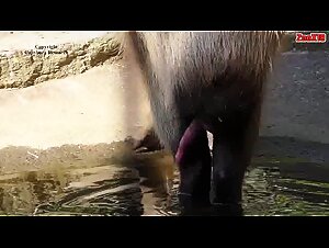 Cumming Capybara
