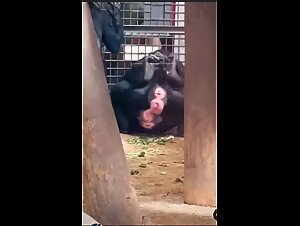 Lesbian monkeys