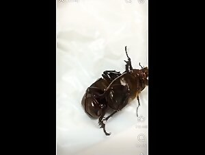 Bugs fucking