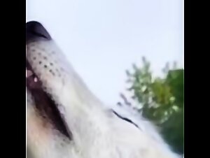GIRLS KISSING WOLFS (Offcial Video)