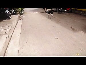 dog pauzudo 2