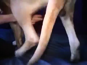 MASTURBANDO O DOG