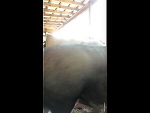Pig sex guy