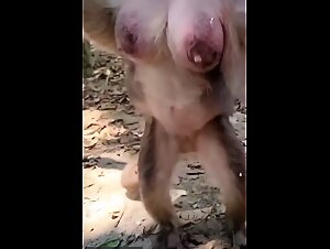 Monkey boobs