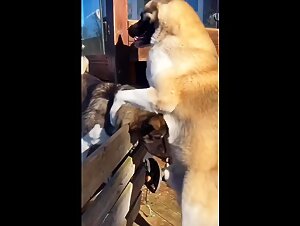 Dog tries to throatknot another dog