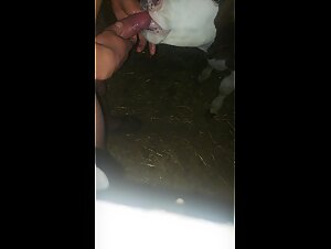 Good time with Cows