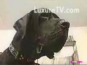 Milf talking Dog massive cock