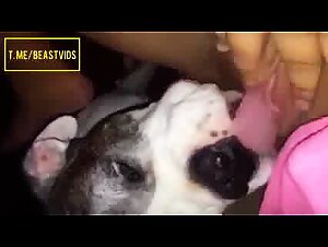 Dog lick