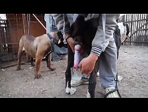 Milking dog cock