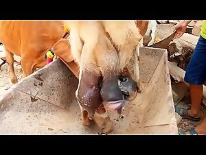 Goat breastfeeding calf