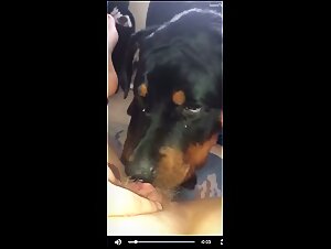 Dog knotting