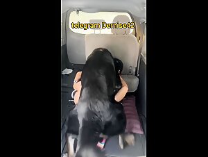 Doggy  in the truck with k9