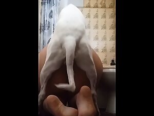 Dog always fucks the Owner