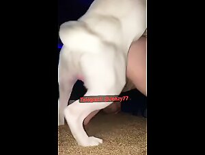 White dog zoophilia