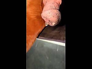Stallion drooling juices